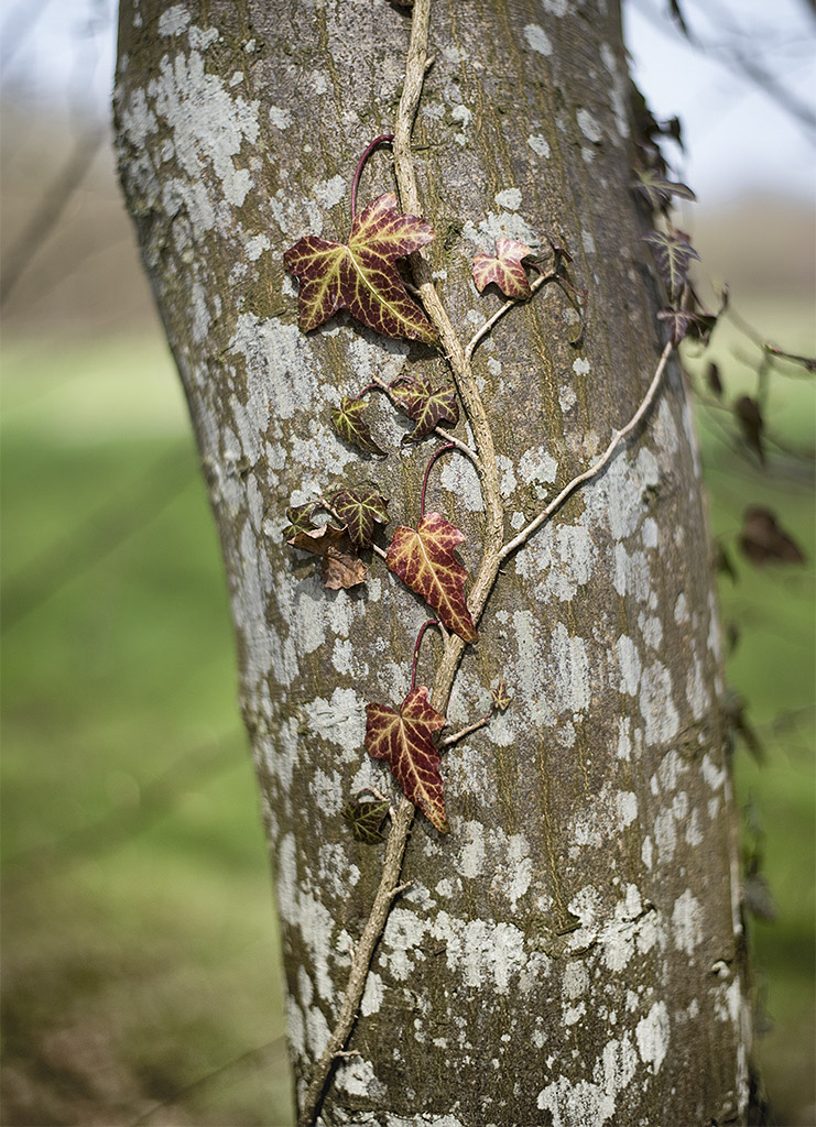 Tour Bodensee 03 - 2016_KA78353-1 Kopie.jpg - Auch Anfang April gibt es schöne Natur zu sehen